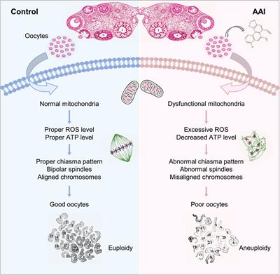 Aristolochic acid I exposure decreases oocyte quality